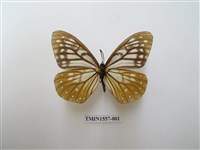 藏品(絹蛺蝶)的圖片